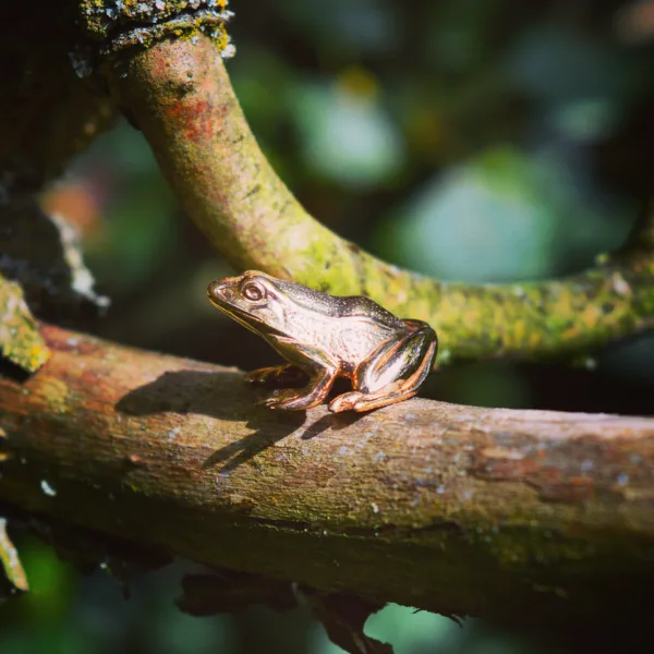 Woodland Frog Statuette